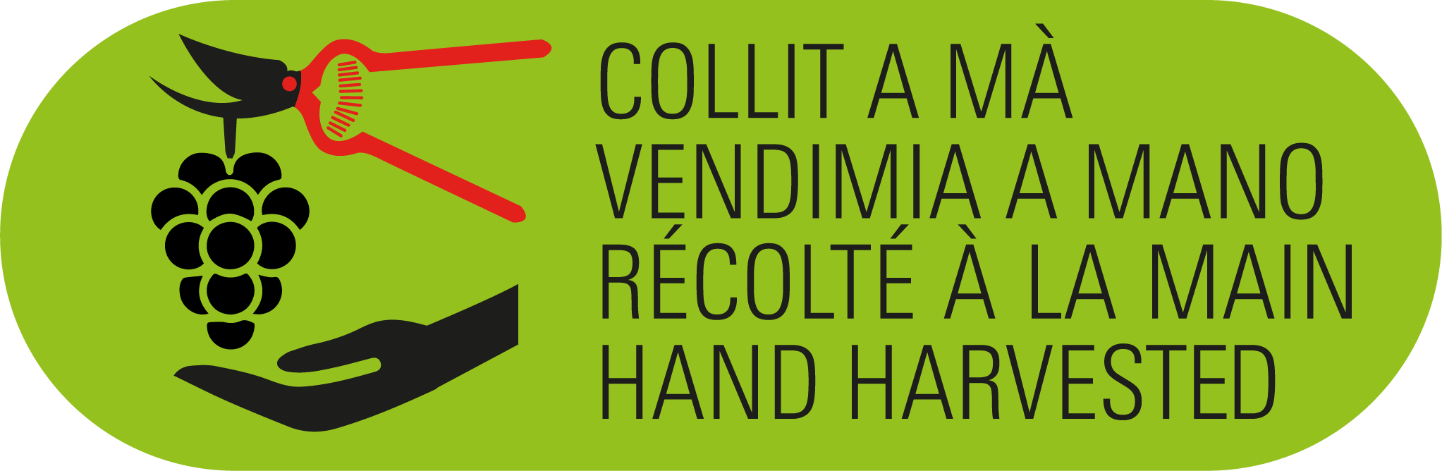 Vendimia a mano
